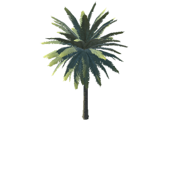 date palm